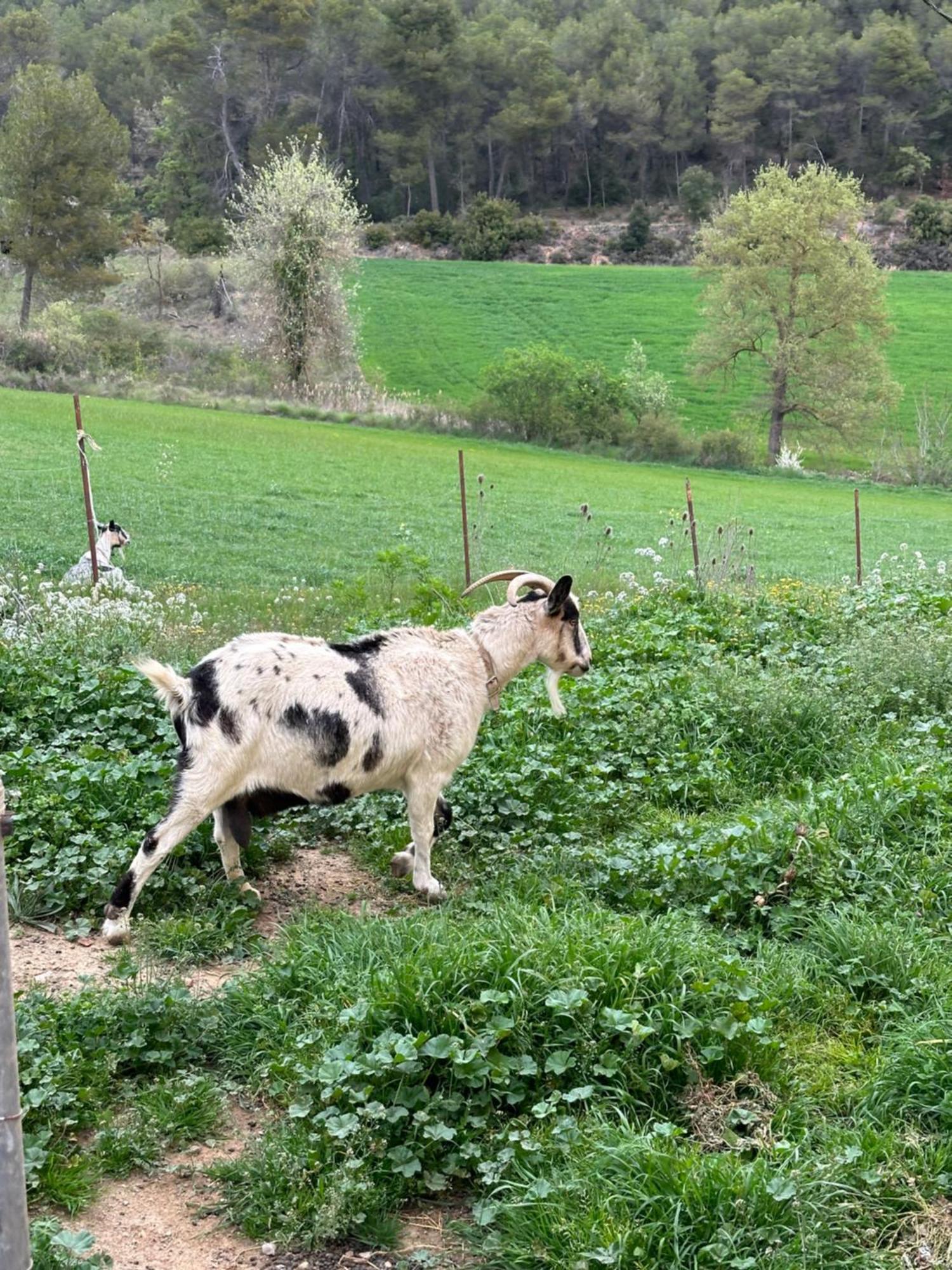 Ca L'Oreneta El Pla de Manlleu Buitenkant foto